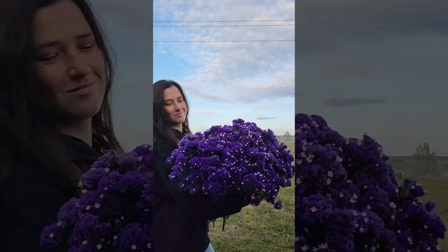 Статица или кермек. Великолепный сухоцвет! смотреть онлайн