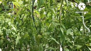 Сибирь. Обзор и дегустация томата  Бычье сердце Минусинское кистевое.