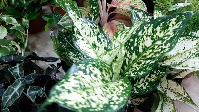 Обзор нового поступления комнатных растений. Немного об уходе. смотреть онлайн