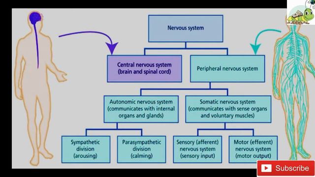 Nervous System | Basic Structure and Function | Neuroanatomy Made Easy| Neuroscience | Neurology смотреть онлайн