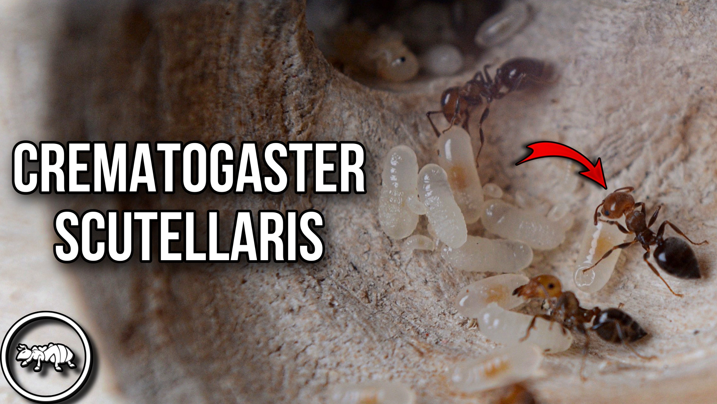 ПЕРЕСЕЛЕНИЕ CREMATOGASTER SCUTELLARIS // ПОДГОТОВКА ФОРМИКАРИЕВ К ЗАСЕЛЕНИЮ // AntKeeper смотреть онлайн