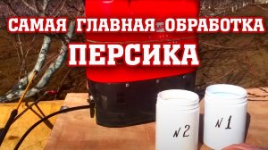 Основная и самая главная обработка персика!!!