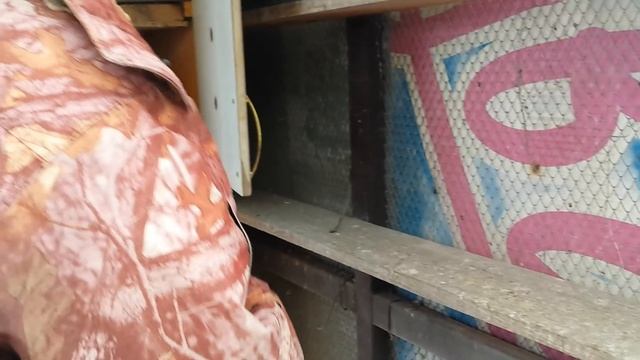 Голуби уникальной породы / Pigeons of a unigue breed смотреть онлайн