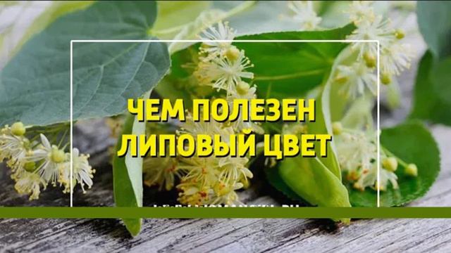Чем полезен липовый цвет для женщин смотреть онлайн