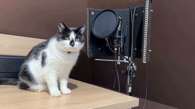 КОТ УПРАВЛЯЕТ НАШИМ ДНЕМ 24 ЧАСА! ПРАНК над КОТАМИ! ЧЕЛЛЕНДЖ С КНОПКАМИ! ЗАДАНИЯ от ПОДПИСЧИКОВ смотреть онлайн