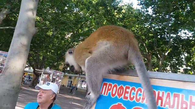 ГЕЛЕНДЖИК, ПОПУГАЙЧИКИ:КЕША И ГОША. смотреть онлайн