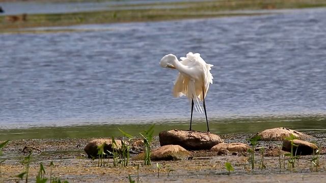 Большие белые цапли ухаживают за оперением. Egretta alba. Птицы Беларуси. смотреть онлайн
