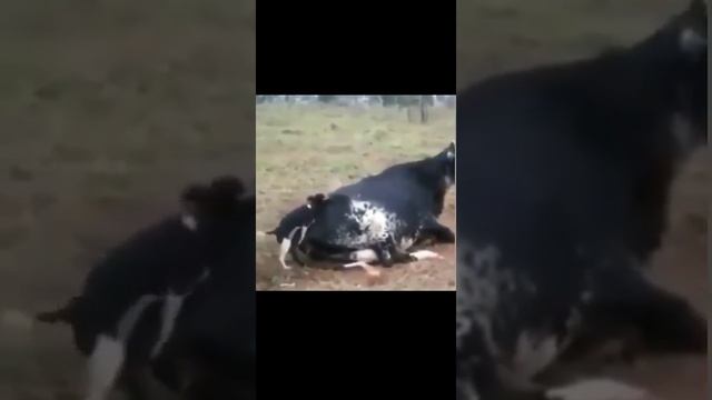 Анклав стайл смотреть онлайн