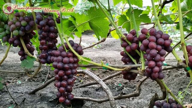 Катюша. Обзор гибридной формы винограда