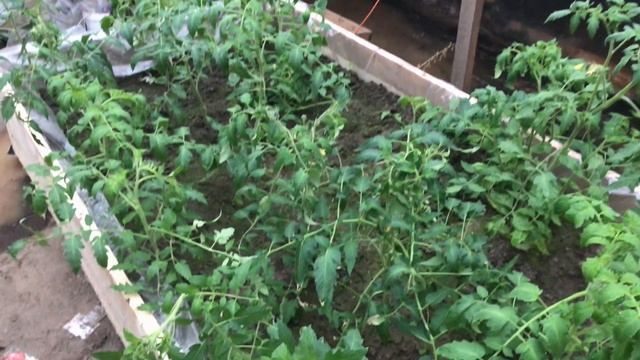 Ушел ночью из дома, сделал жене приятно. Затопило подземную теплицу. Супер помидоры. смотреть онлайн