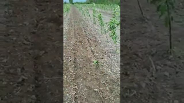 Обработка междурядий японским мотоблоком от AGRO PARTNER смотреть онлайн