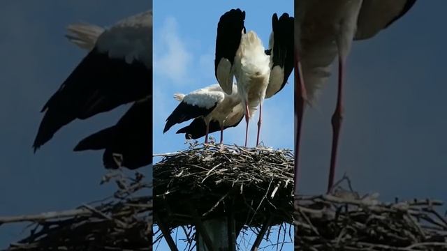 Аисты #калужскаяобласть #деревня #лето #аист #птицы #видеозарисовка #деревенскиезарисовки смотреть онлайн