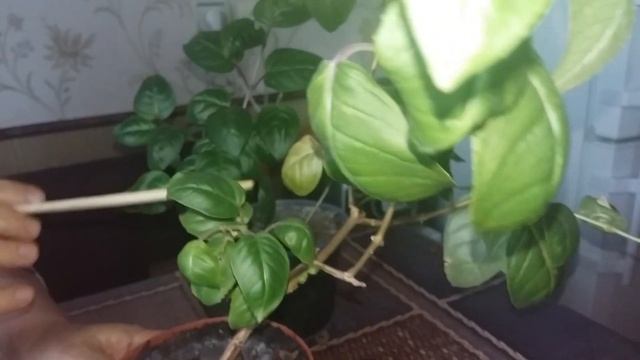 Как хранить фуксию зимой. смотреть онлайн
