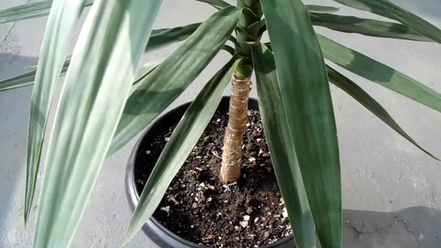Entretien du yucca - Yucca éléphantipes смотреть онлайн