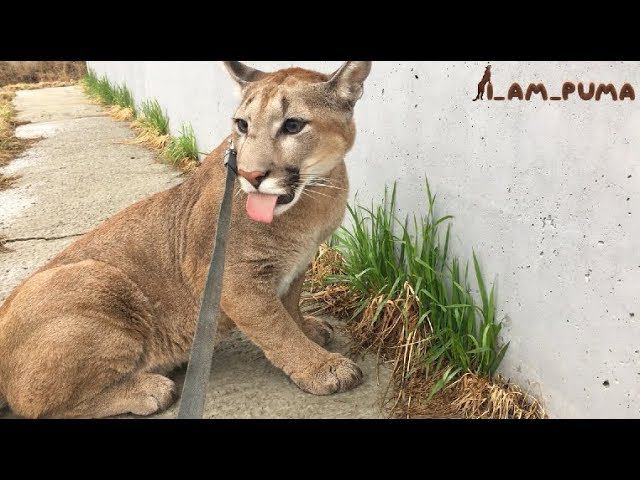 Пума Месси. Сбор озимых. Cougar Messi And The First Grass.