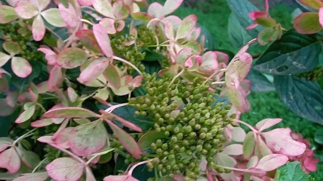 Гортензия Пастель Грин.2021 сентябрь. смотреть онлайн