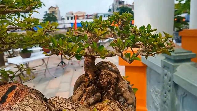 The most beautiful bougainvillea at An Duong Vietnam Exhibition смотреть онлайн
