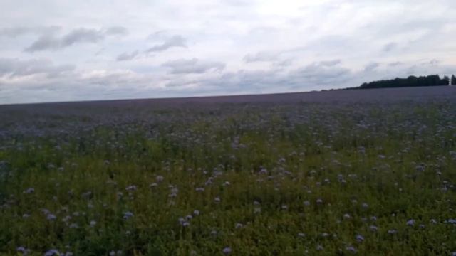 Кочёвка, альтернатива гречки. 04.07.18 смотреть онлайн