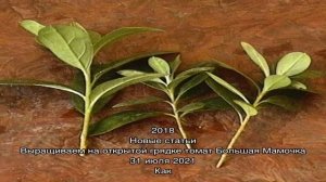 Размножаем азалию черенками: секреты удачного укоренения