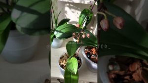 Почему у орхидеи сохнут бутоны не успев раскрыться ? ОСНОВНЫЕ ПРИЧИНЫ ❣️