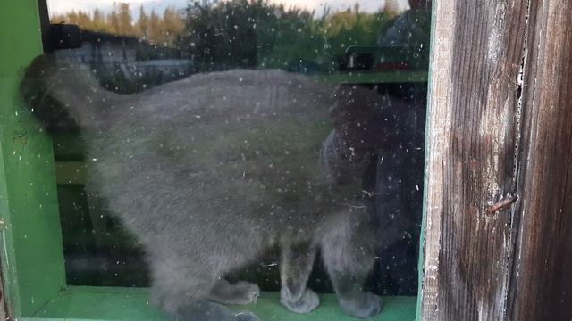 Котик Ваня ищет дом СПб и ЛО смотреть онлайн