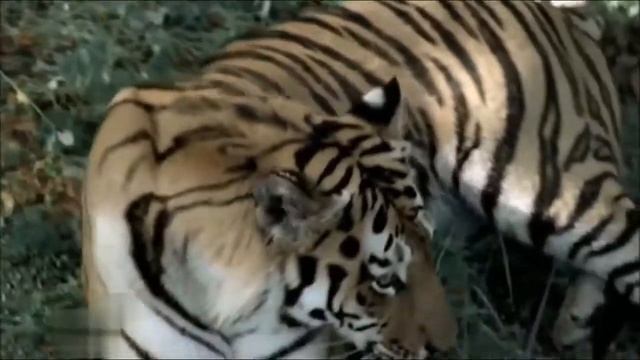 Амурский (уссурийский) тигр. Красавчик! смотреть онлайн