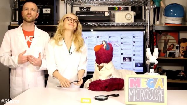 5 Hidden Worlds Revealed Under a Microscope (w/ Sesame Street) | #5facts смотреть онлайн