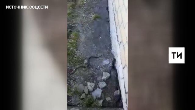 В Бугульминском районе у ж/д станции «Ключи» очевидцы сняли на видео десятки змей смотреть онлайн
