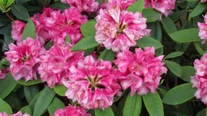 Красивые многолетние цветы в саду.