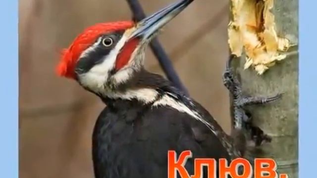 Тук тук тук