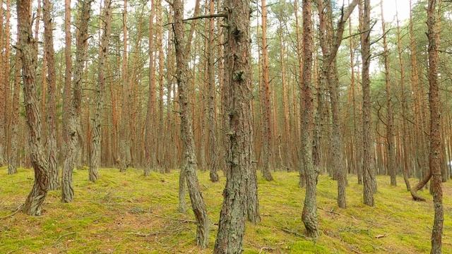 № 7 / Одна минута / Танцующий лес / Лето / Калининградская область