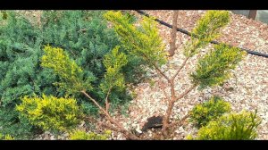 Можжевельник Голд стар, корректирую топиарную форму после зимы