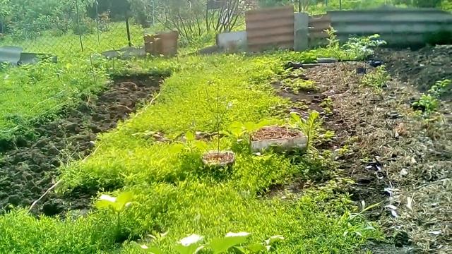 Закладка маточника голубики смотреть онлайн