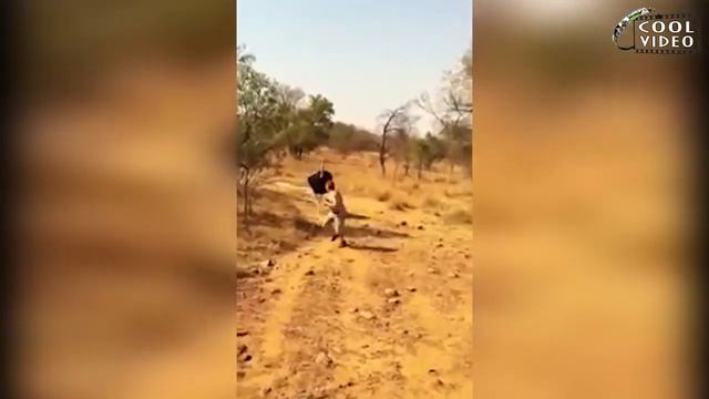 #2 Смешные испуги людей и животных Очень прикольно смотреть онлайн