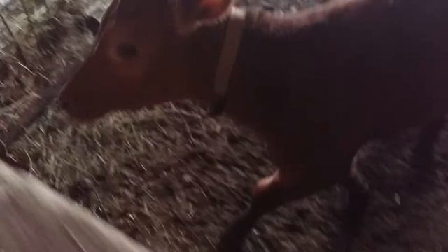 Теленок, который любит ласку смотреть онлайн
