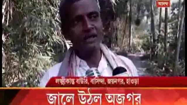 7-feet long Python caught by fishermen in Howrah смотреть онлайн