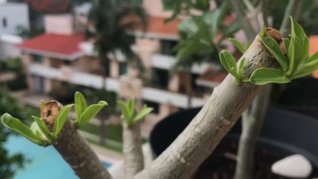 🎯 Qué pasa después de la PODA EXTREMA en Rosa del desierto, Adenium смотреть онлайн