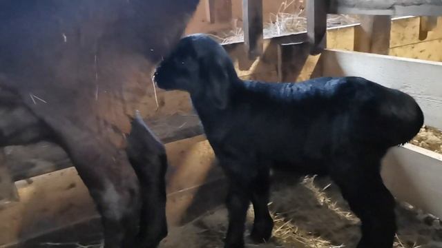 Гиссарские ягнята 2020