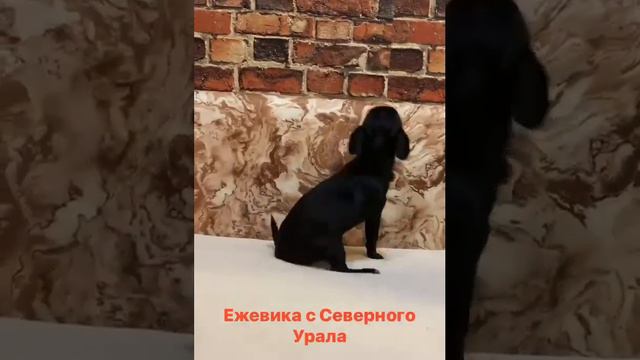 Чёрная гладкошерстная девочка чихуахуа три месяца 💗💗💗￼ смотреть онлайн