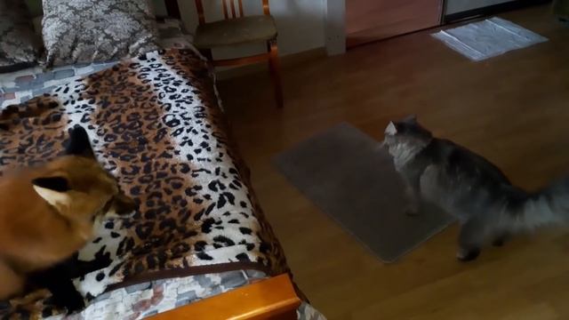 На лиса Яшу нападает кот смотреть онлайн