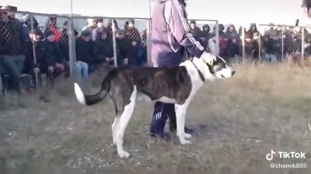 пират 2-х чемпион дагестана смотреть онлайн