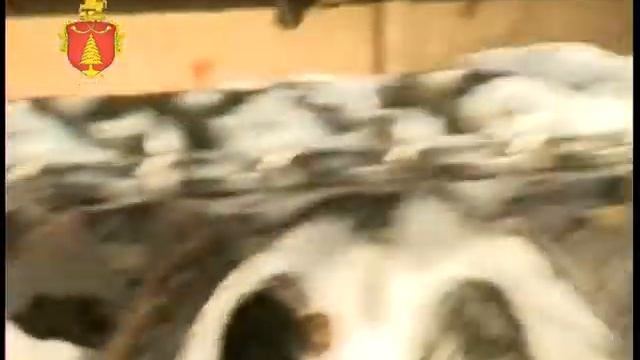 Восстановление леса смотреть онлайн