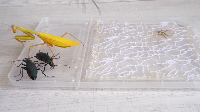 螳螂VS鍬形蟲和步甲！Praying Mantis VS Beetle смотреть онлайн