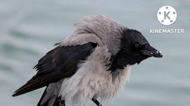 Основные аспекты Кроухантинга для новичков (аудио книга). Crow Hunting