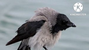 Основные аспекты Кроухантинга для новичков (аудио книга). crow hunting