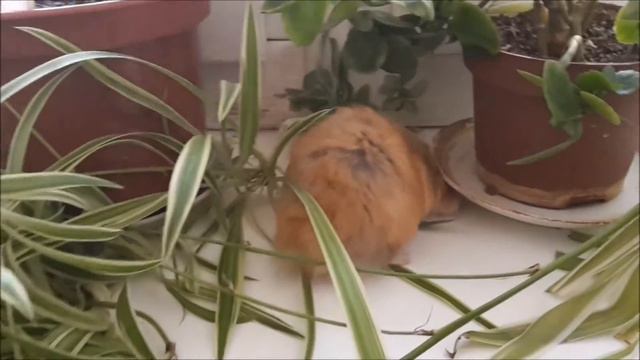 Хомяк среди больших растений!Интересно!! смотреть онлайн