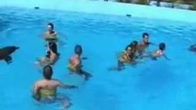 Nadando con delfines en Manatí Park Punta Cana смотреть онлайн