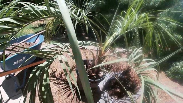 Planting a Jelly Palm | Pindo Palm ( Butia Capitata ) смотреть онлайн