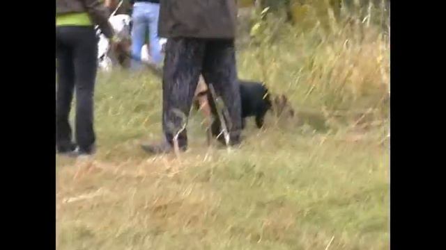 Рабочие кане корсо 9 - NEXT смотреть онлайн