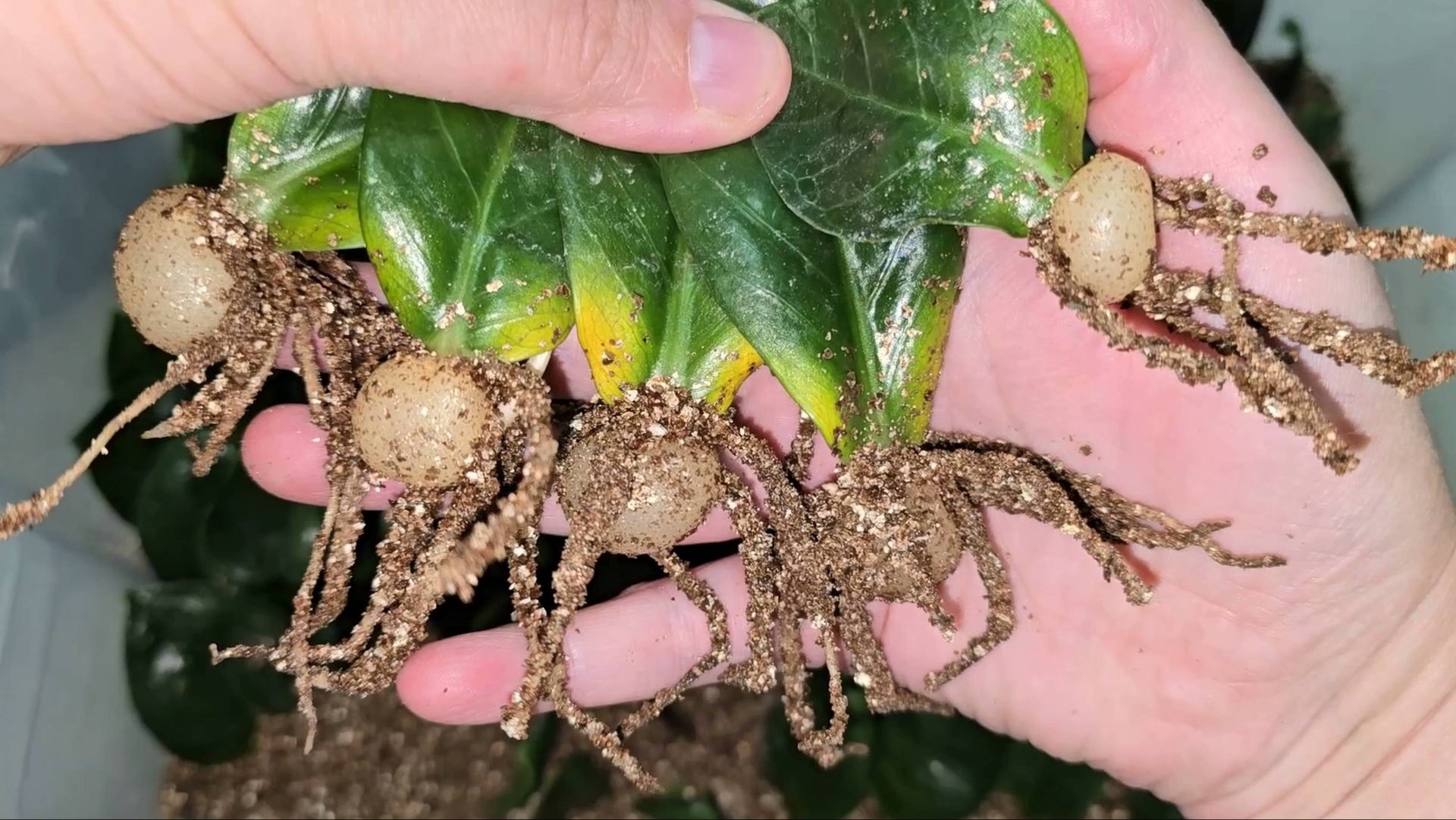 ЖАЛЕЮ, что РАНЬШЕ так не укореняла замиокулькас, такой бешеный рост, за полгода пышный кустик смотреть онлайн